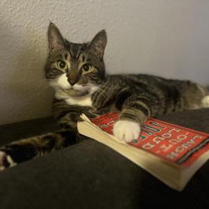 Lost Cat Nicky