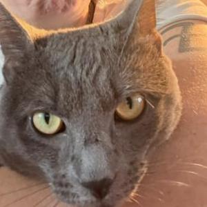 2nd Image of Quartz, aka Lewis , Lost Cat