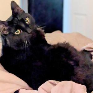 Lost Cat Khan