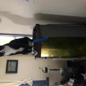 Lost Cat Princey