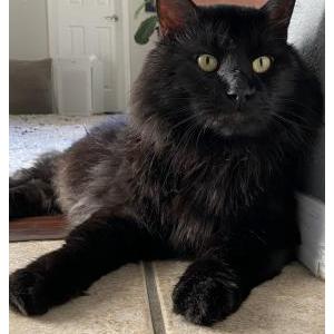Lost Cat Elvis