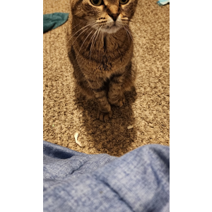 Lost Cat Laylah