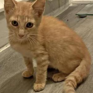 Lost Cat Matcha