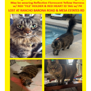 Image of Bougie aka Boogie, Lost Cat