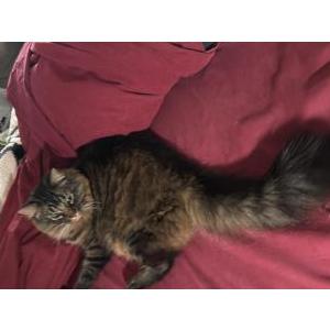 2nd Image of Bougie aka Boogie, Lost Cat