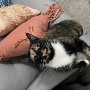 Lost Cat Rogue
