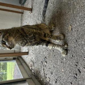 Found Cat unknown