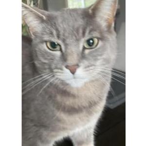Lost Cat Sabine