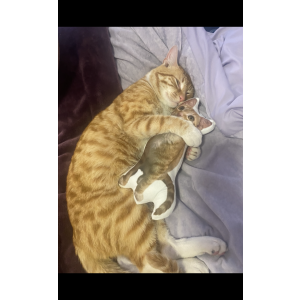 Lost Cat Shimmy