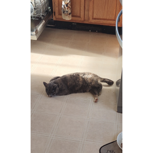 Image of Abby, Lost Cat