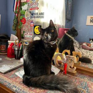 Lost Cat Murph