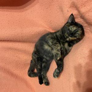 Image of Unknown, Found Cat