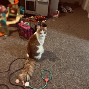 Lost Cat Paul