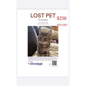 Lost Cat Ty