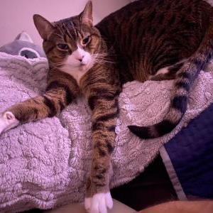 Lost Cat Liam