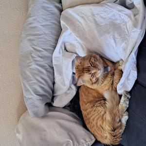 Lost Cat Bang Bang