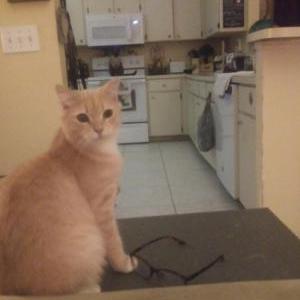 Lost Cat Champy