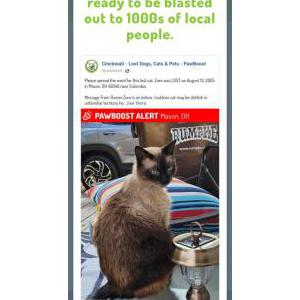 Lost Cat Zoro