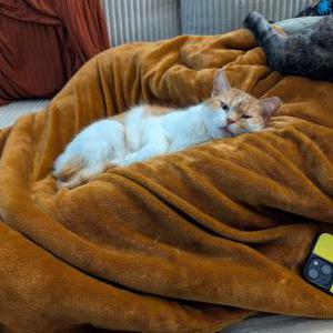 Lost Cat Rosie