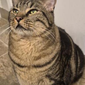 Found Cat Unknown