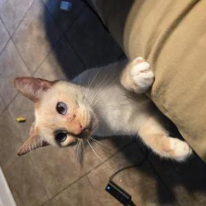 Image of Sushi, Lost Cat