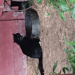 Found Cat Unknown