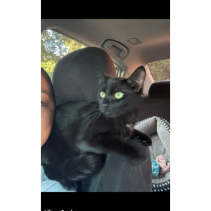 Lost Cat Misu