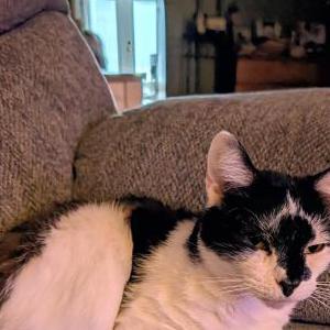 Image of Elvi Meredith, Lost Cat