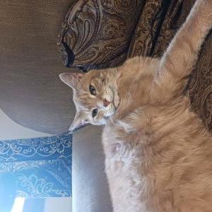 Lost Cat Buddy