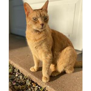 Lost Cat Billy