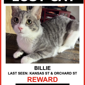 Lost Cat Billie