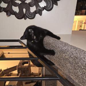 Image of Cali, Lost Cat