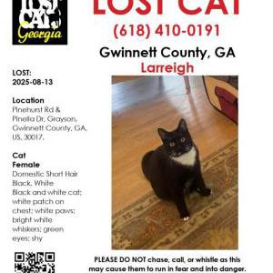 Lost Cat Larreigh