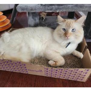 Lost Cat Neko