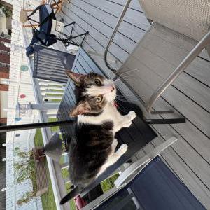 Image of Ringo, Lost Cat