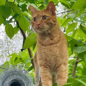 Image of Ferris, Lost Cat