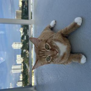 Lost Cat Albie