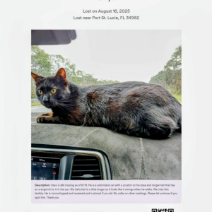 Lost Cat Onyx
