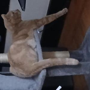 Image of Tom Tom, Lost Cat