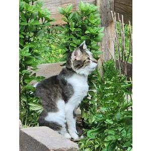 Lost Cat Aldo