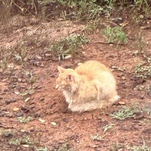 Found Cat Unknown