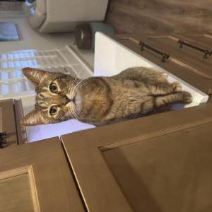 Lost Cat Hattie