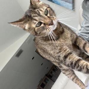 2nd Image of Hattie, Lost Cat