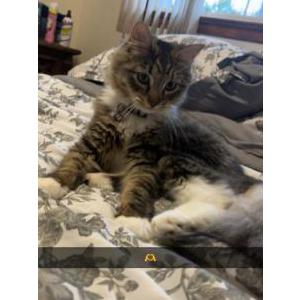 Lost Cat Lainey