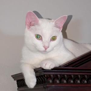 Lost Cat Greazy
