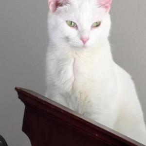 2nd Image of Greazy, Lost Cat