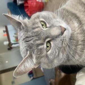 Lost Cat Cotton