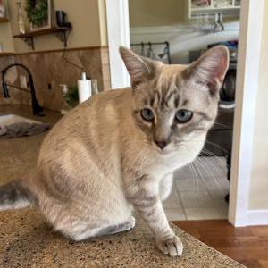 Lost Cat Chloe