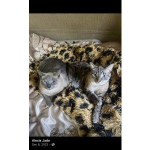 Lost Cat Loki