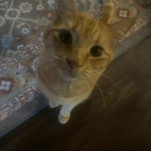 Lost Cat Unkown